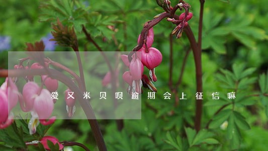爱又米贝呗逾期会上征信嘛 爱又米贝呗逾期会上征信嘛