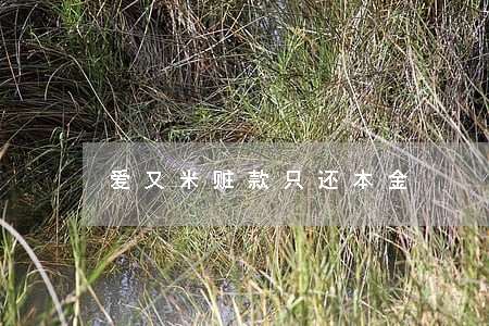 爱又米赃款只还本金 爱又米赃款只还本金