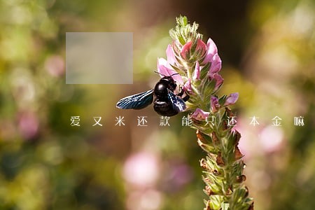 爱又米还款能只还本金嘛 爱又米还款能只还本金嘛