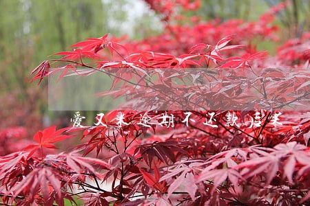爱又米逾期不还款后果 爱又米逾期不还款后果