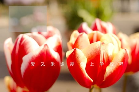 爱又米逾期会上学校吗 爱又米逾期会上学校吗