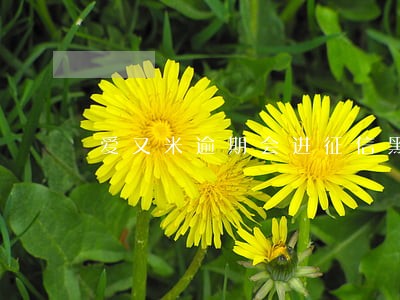 爱又米逾期会进征信黑名单吗