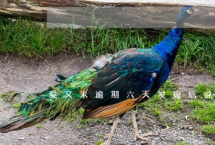 爱又米逾期六天发短信说移交 爱又米逾期六天发短信说移交