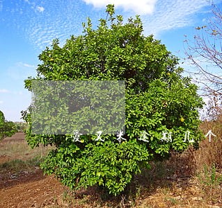 爱又米逾期几个小时吗 爱又米逾期几个小时吗
