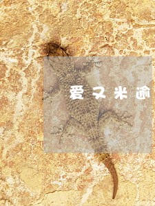 爱又米逾期半个月