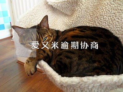 爱又米逾期协商 爱又米逾期协商