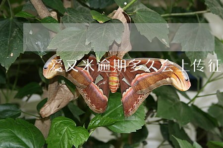 爱又米逾期多久会上传征信