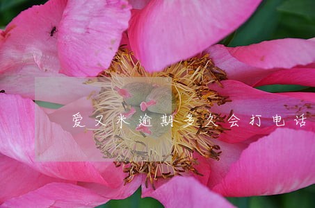 爱又米逾期多久会打电话给家人 爱又米逾期多久会打电话给家人