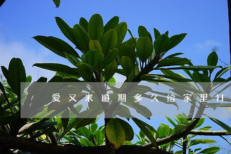 爱又米逾期多久给家里打电话 爱又米逾期多久给家里打电话