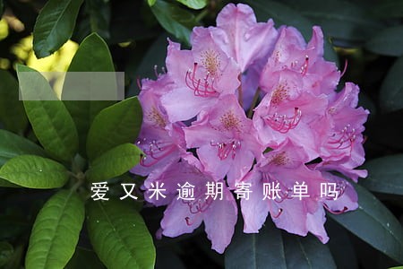 爱又米逾期寄账单吗 爱又米逾期寄账单吗