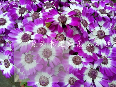 爱又米逾期怎么处理协商解决 爱又米逾期怎么处理协商解决