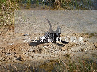 爱又米逾期未提醒 爱又米逾期未提醒