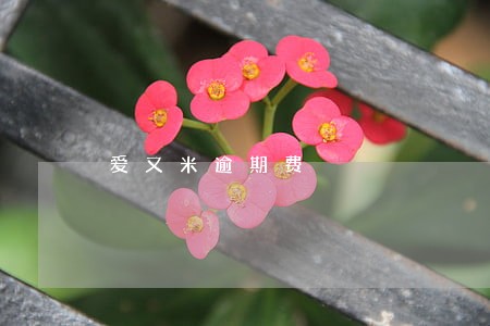 爱又米逾期费