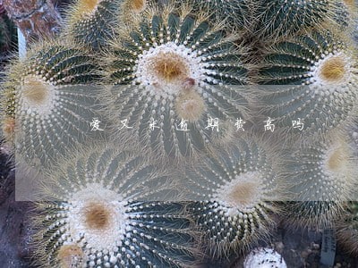 爱又米逾期费高吗
