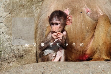 爱又米逾期还全款