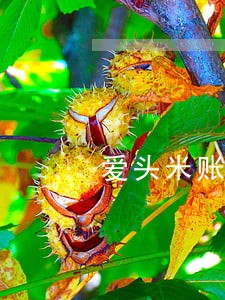 爱头米账单逾期怎么办 爱头米账单逾期怎么办