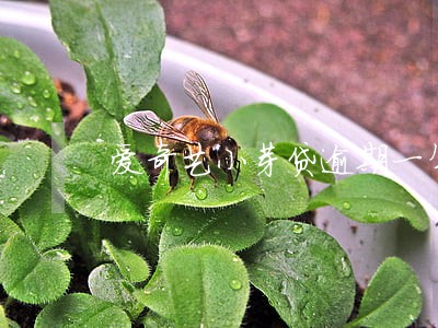 爱奇艺小芽贷逾期一年了 爱奇艺小芽贷逾期一年了