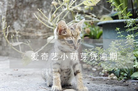 爱奇艺小萌芽贷逾期 爱奇艺小萌芽贷逾期