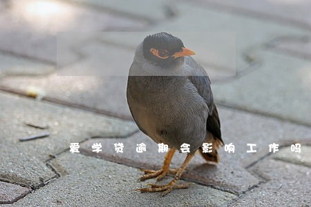 爱学贷逾期会影响工作吗 爱学贷逾期会影响工作吗