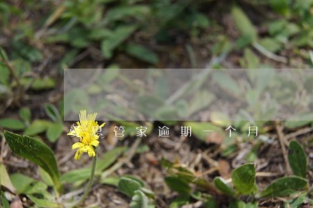 爱思管家逾期一个月