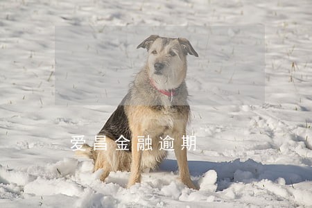 爱昌金融逾期 爱昌金融逾期