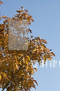 爱明律师 爱明律师