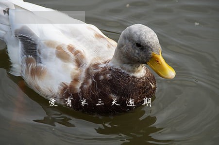 爱有米三天逾期 爱有米三天逾期
