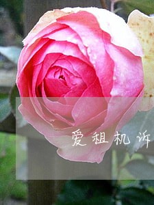 爱租机诉讼 爱租机诉讼