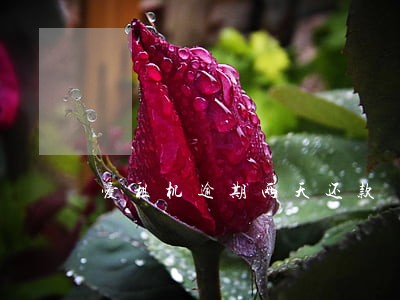 爱租机逾期两天还款 爱租机逾期两天还款