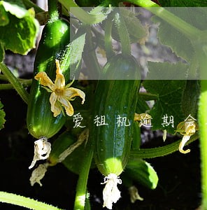 爱租机逾期会扣芝麻信用么 爱租机逾期会扣芝麻信用么