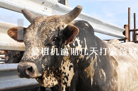 爱租机逾期几天打紧急联系人 爱租机逾期几天打紧急联系人