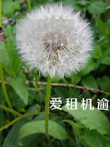 爱租机逾期几天给联系人打电话 爱租机逾期几天给联系人打电话