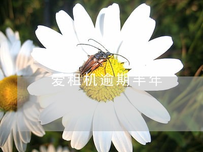 爱租机逾期半年