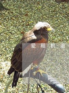 爱租机逾期图片