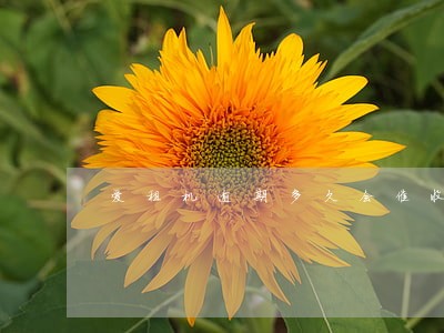 爱租机逾期多久会催收 爱租机逾期多久会催收