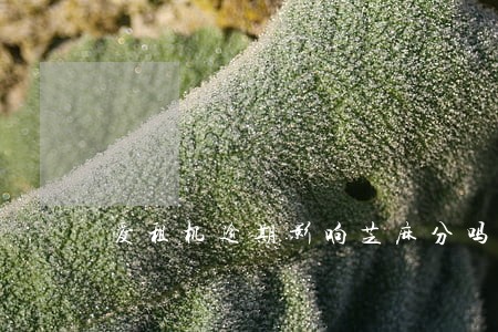 爱租机逾期影响芝麻分吗
