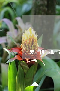 爱租机逾期爆通讯录 爱租机逾期爆通讯录