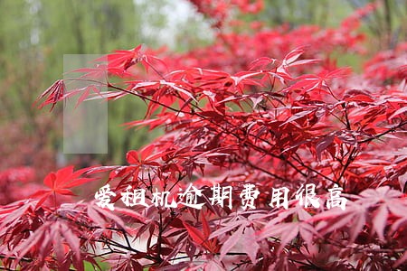 爱租机逾期费用很高