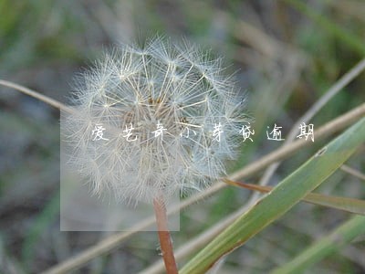 爱艺奇小芽贷逾期 爱艺奇小芽贷逾期