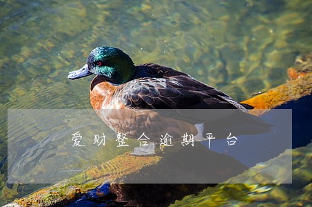 爱财整合逾期平台 爱财整合逾期平台