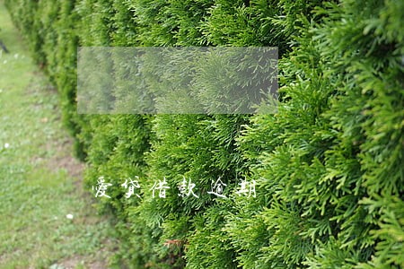 爱贷借款逾期 爱贷借款逾期