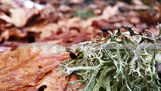 爱贷借款逾期一天 爱贷借款逾期一天