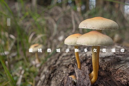 爱转商城逾期多久会催收 爱转商城逾期多久会催收