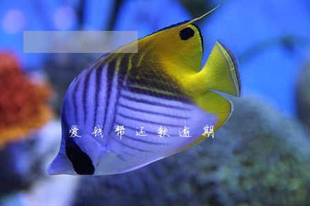爱钱帮还款逾期