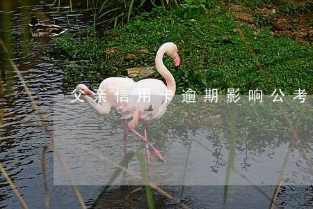 父亲信用卡逾期影响公考吗