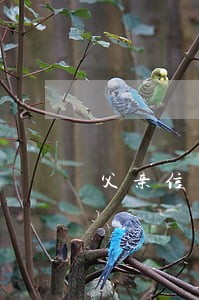 父亲信用卡逾期给子女打电话 父亲信用卡逾期给子女打电话