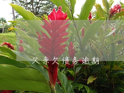 父亲欠债务逾期 父亲欠债务逾期