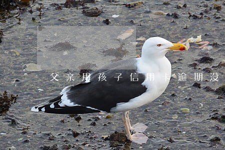 父亲用孩子信用卡逾期没还怎么办 父亲用孩子信用卡逾期没还怎么办