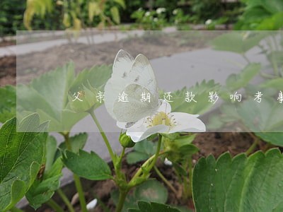 父亲逾期还款影响考事业编吗 父亲逾期还款影响考事业编吗