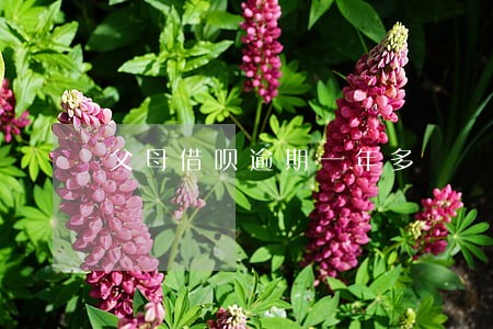 父母借呗逾期一年多 父母借呗逾期一年多